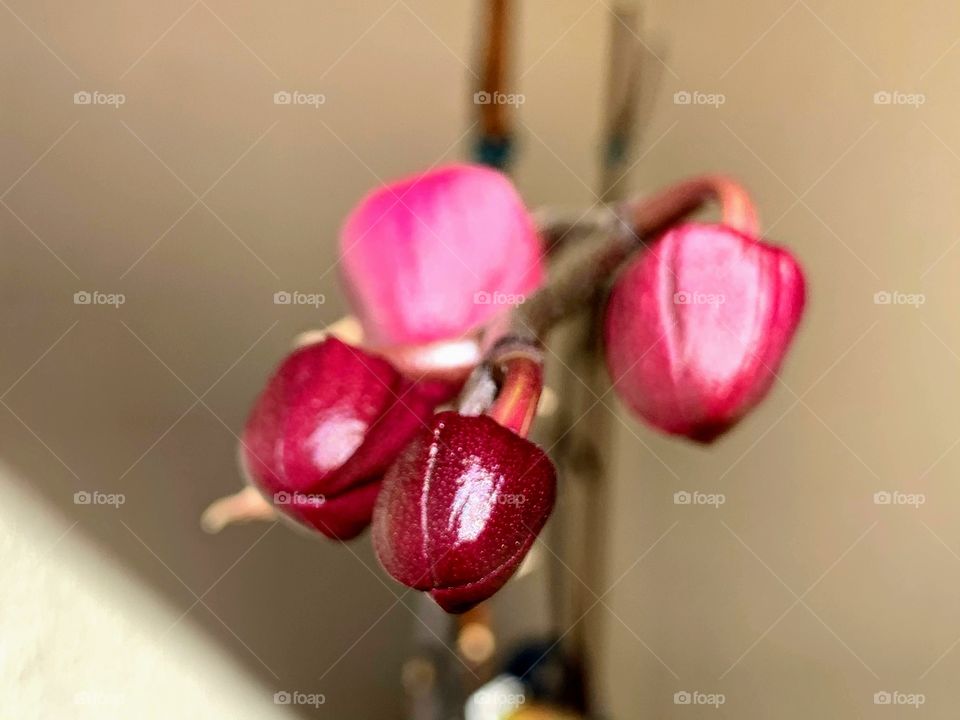 Four flower buds