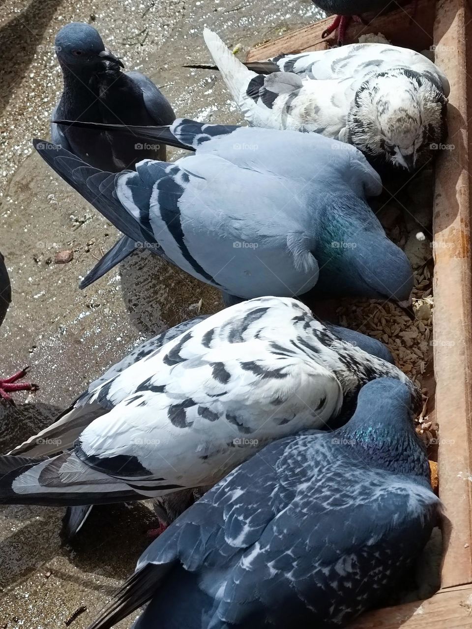 Pigeons