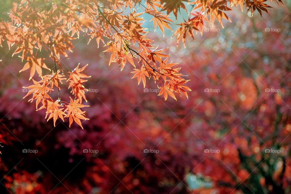 Maple Leaves