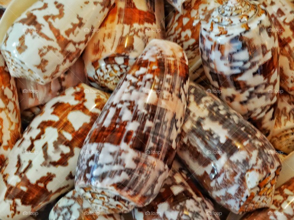 Cowrie Shells