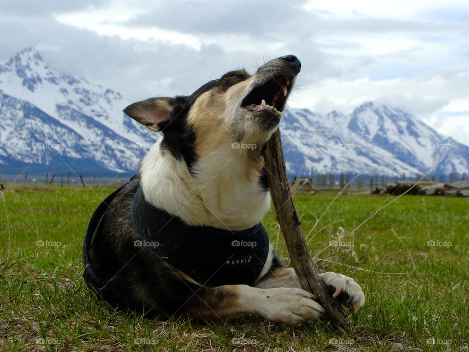 Dog carrying tree branch in mouth