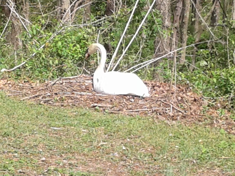 Nesting swan in the park