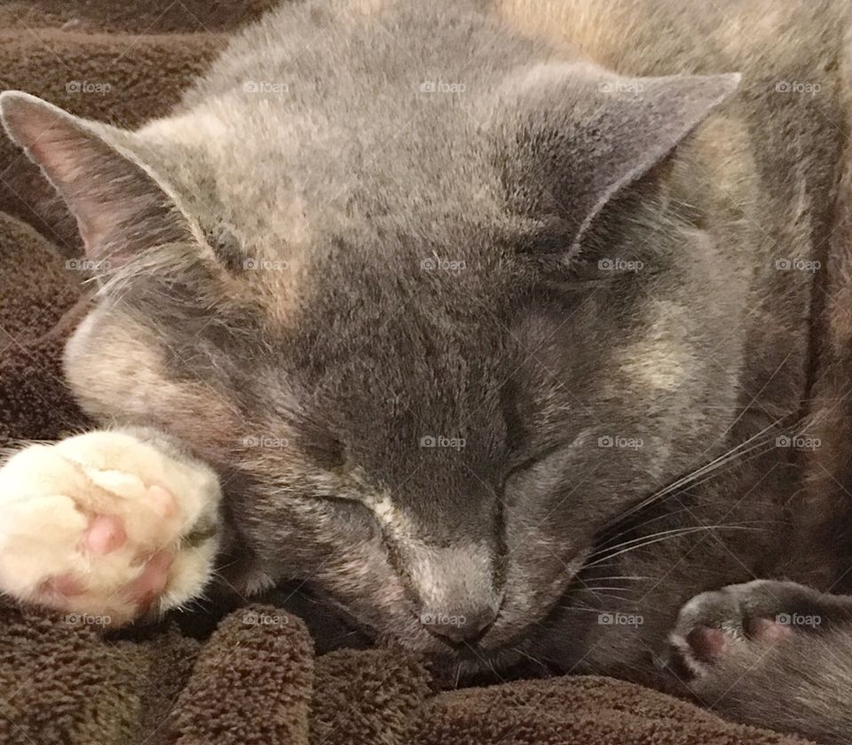 Sleeping cat on the couch. 