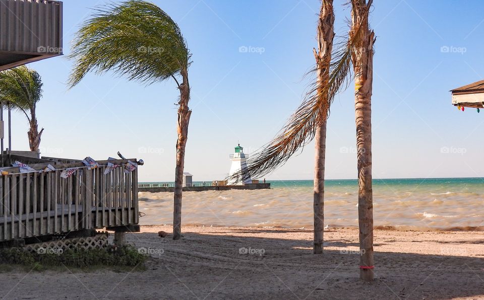 Palm trees in Canada at the beach in Dover
