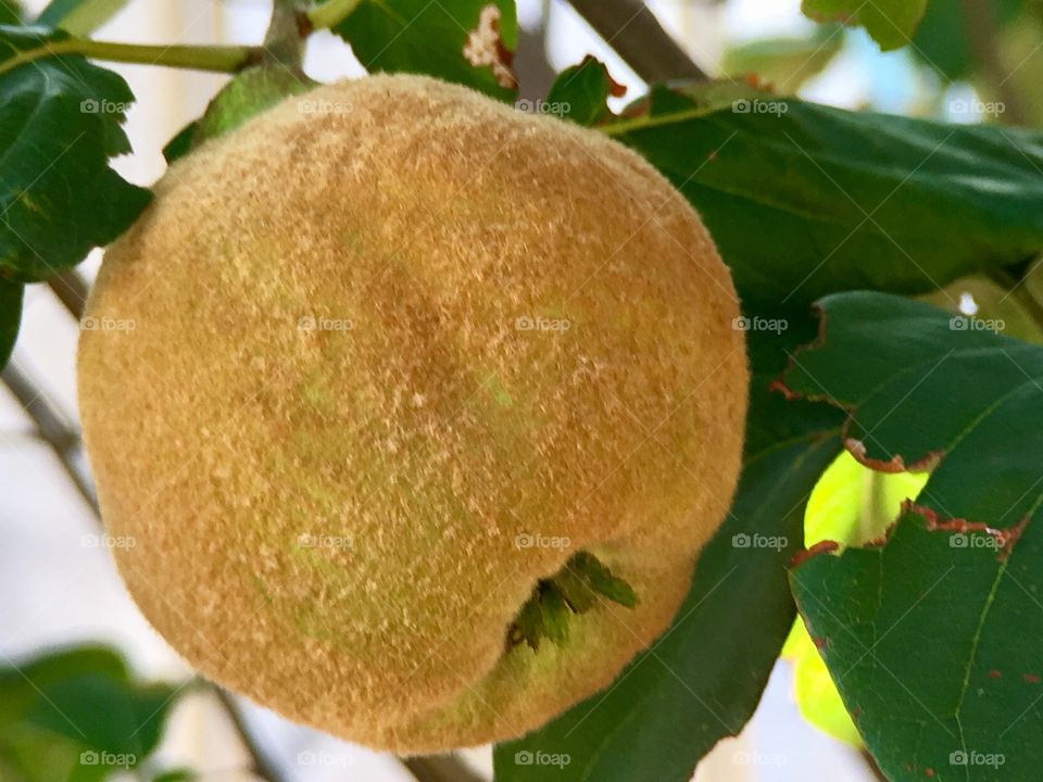 Quince fruit closeup on tree