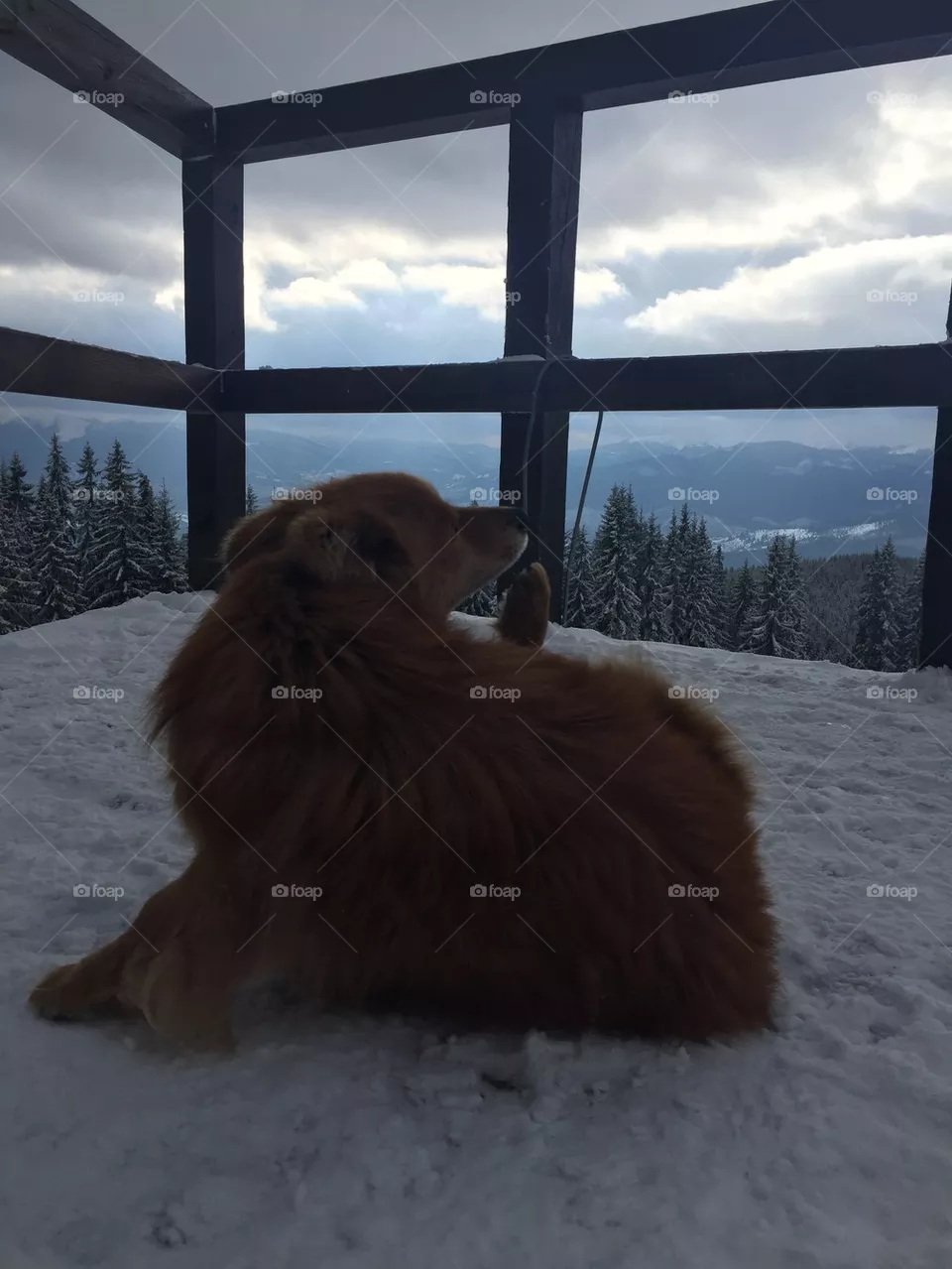 Dog