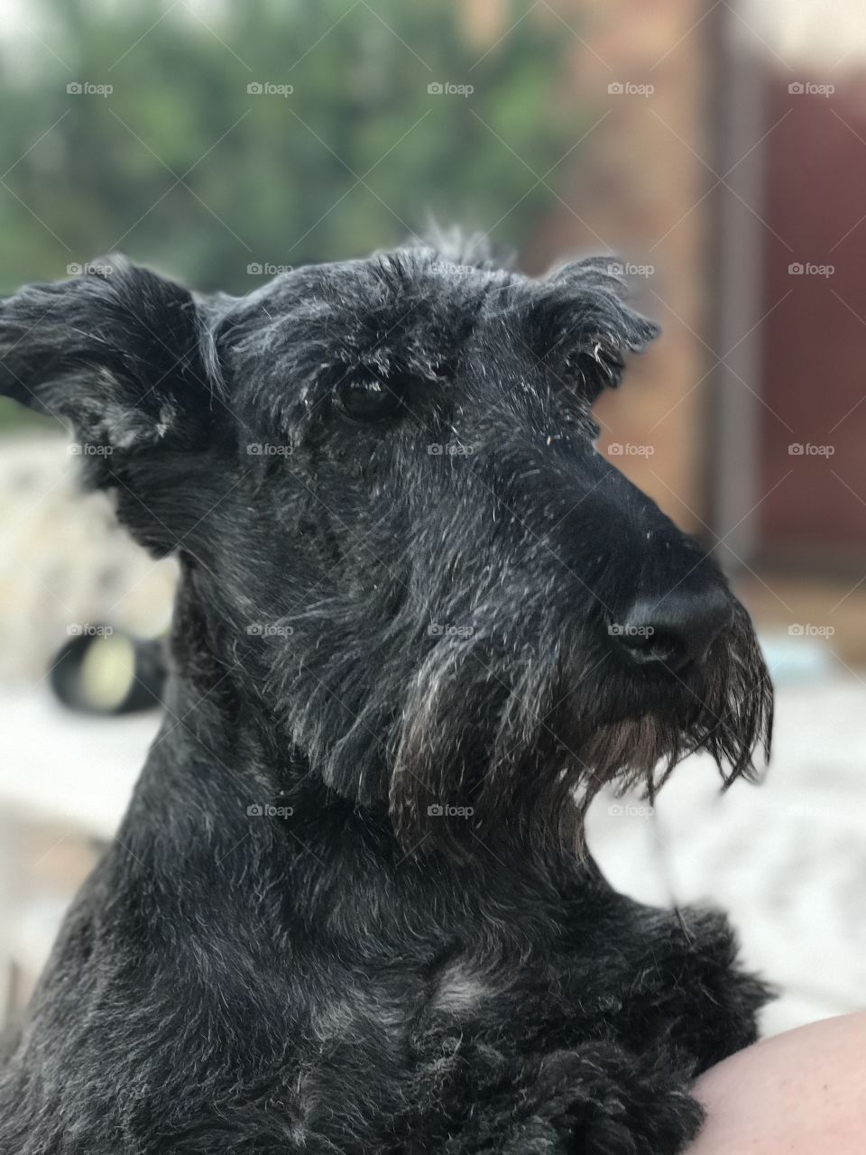 Scottish terrier