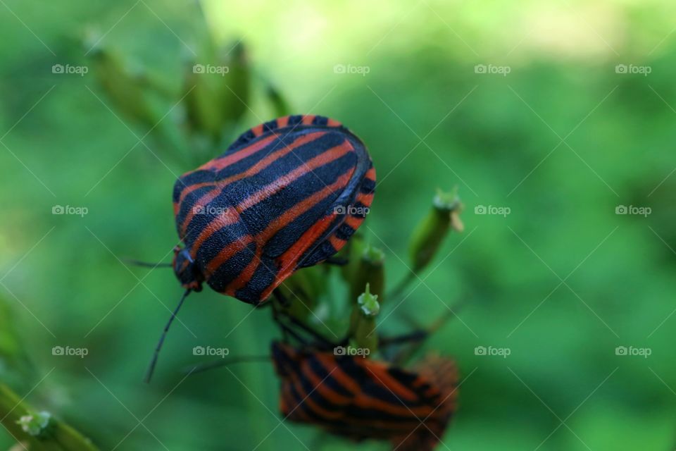 Graphosoma lineatum