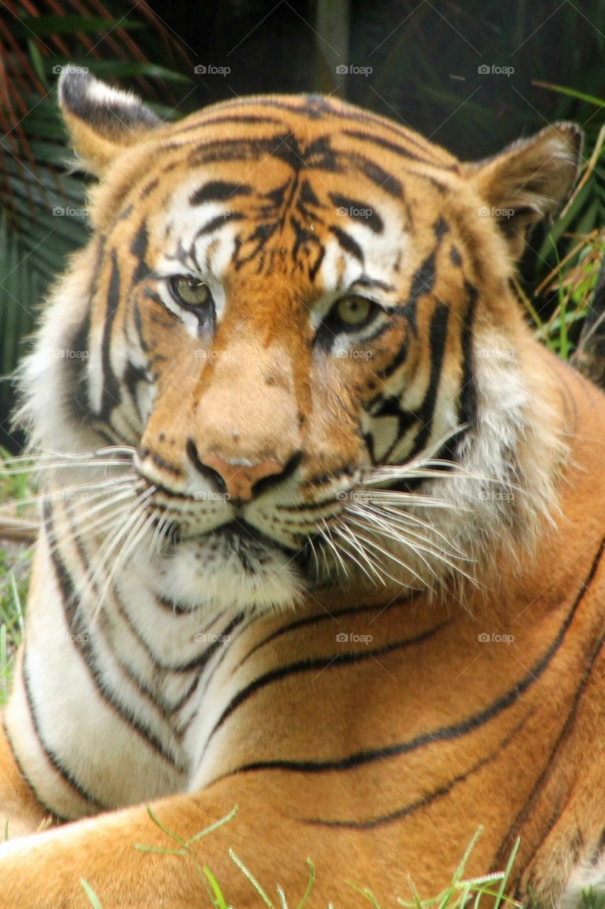 Tiger 