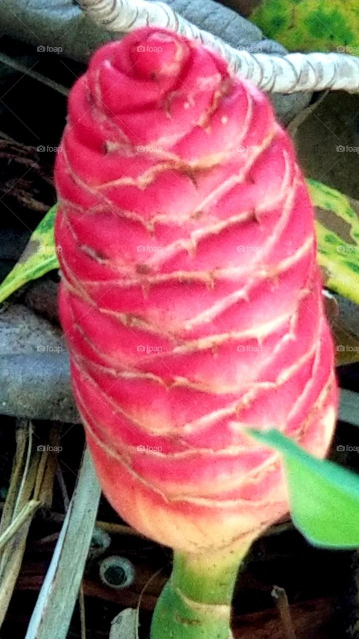 pinecone ginger, shampoo ginger, awapuhi, Zingiber zerumbet