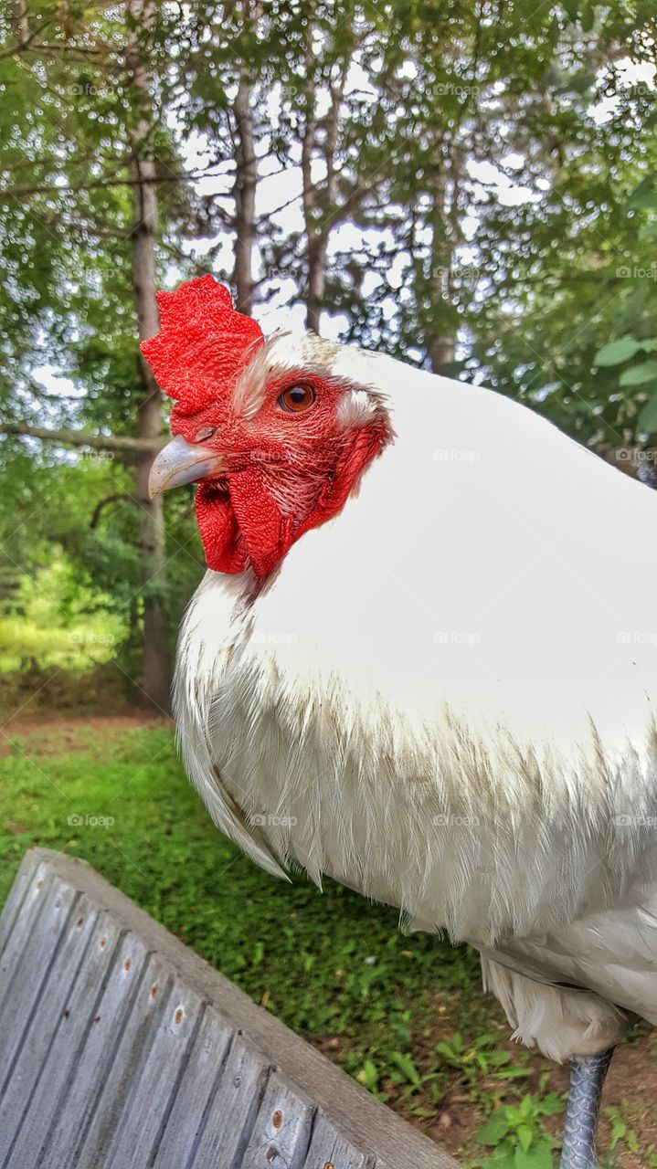 blue the rooster looking disgruntled