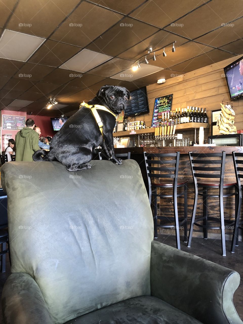 Dog on a chair