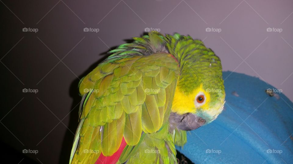 parrot clean feathers