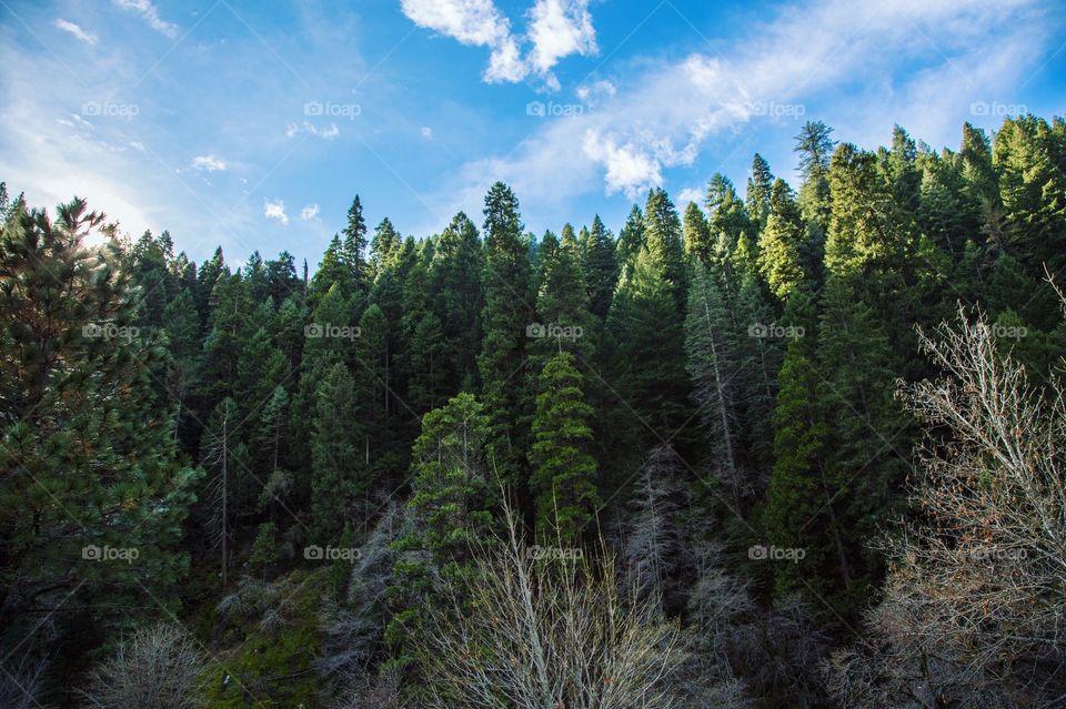 Nature, No Person, Landscape, Wood, Tree