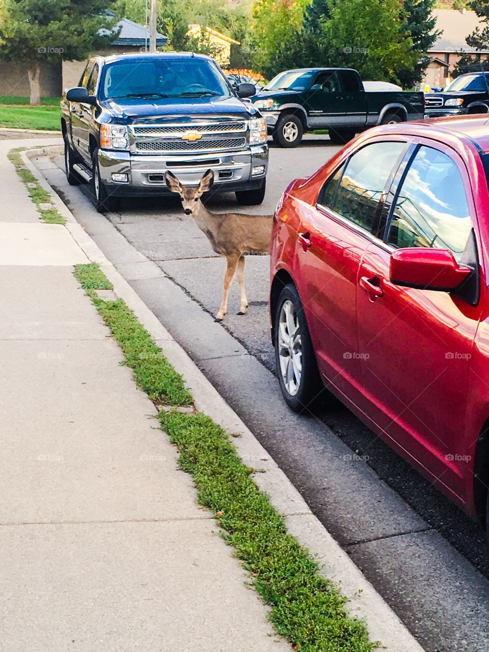 Peekaboo deer