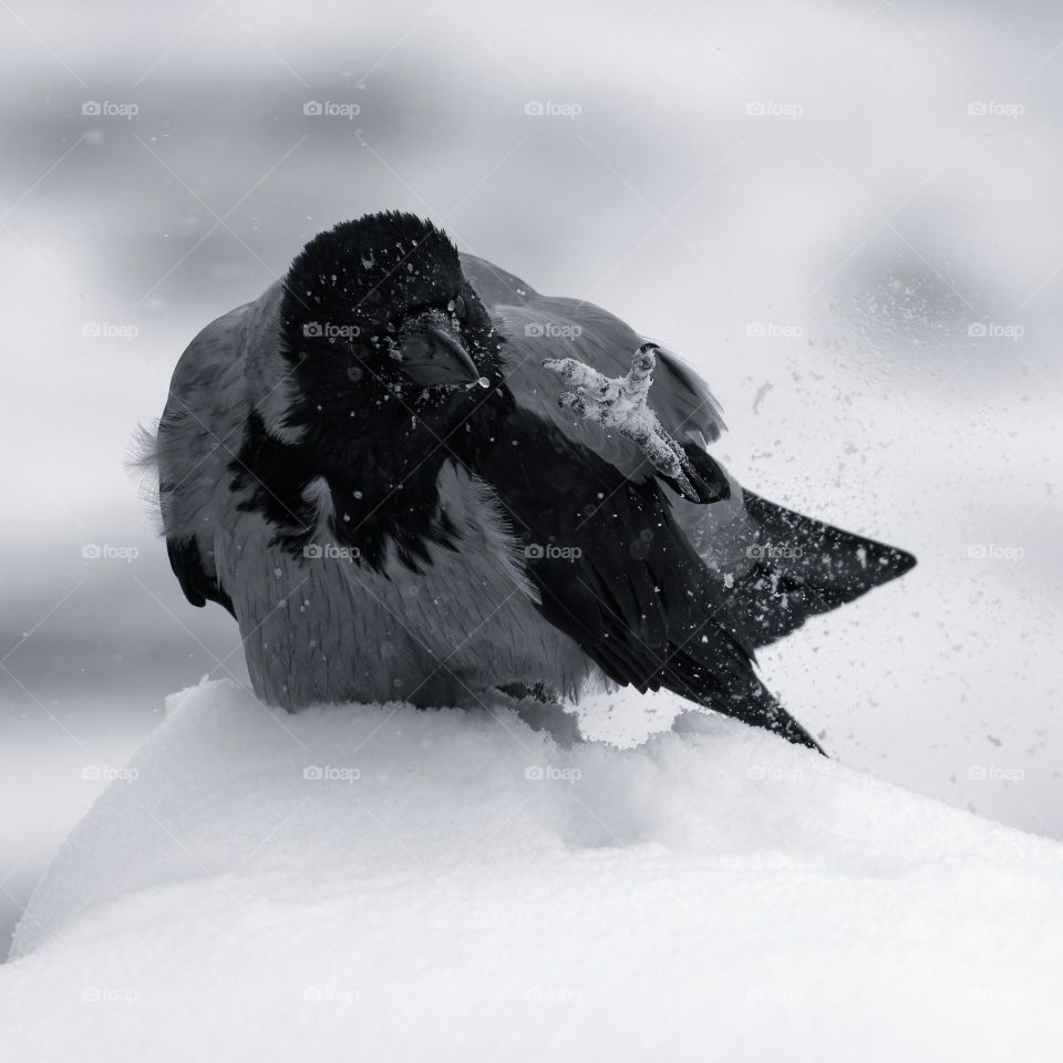 Hooded crow in winter snowy conditions