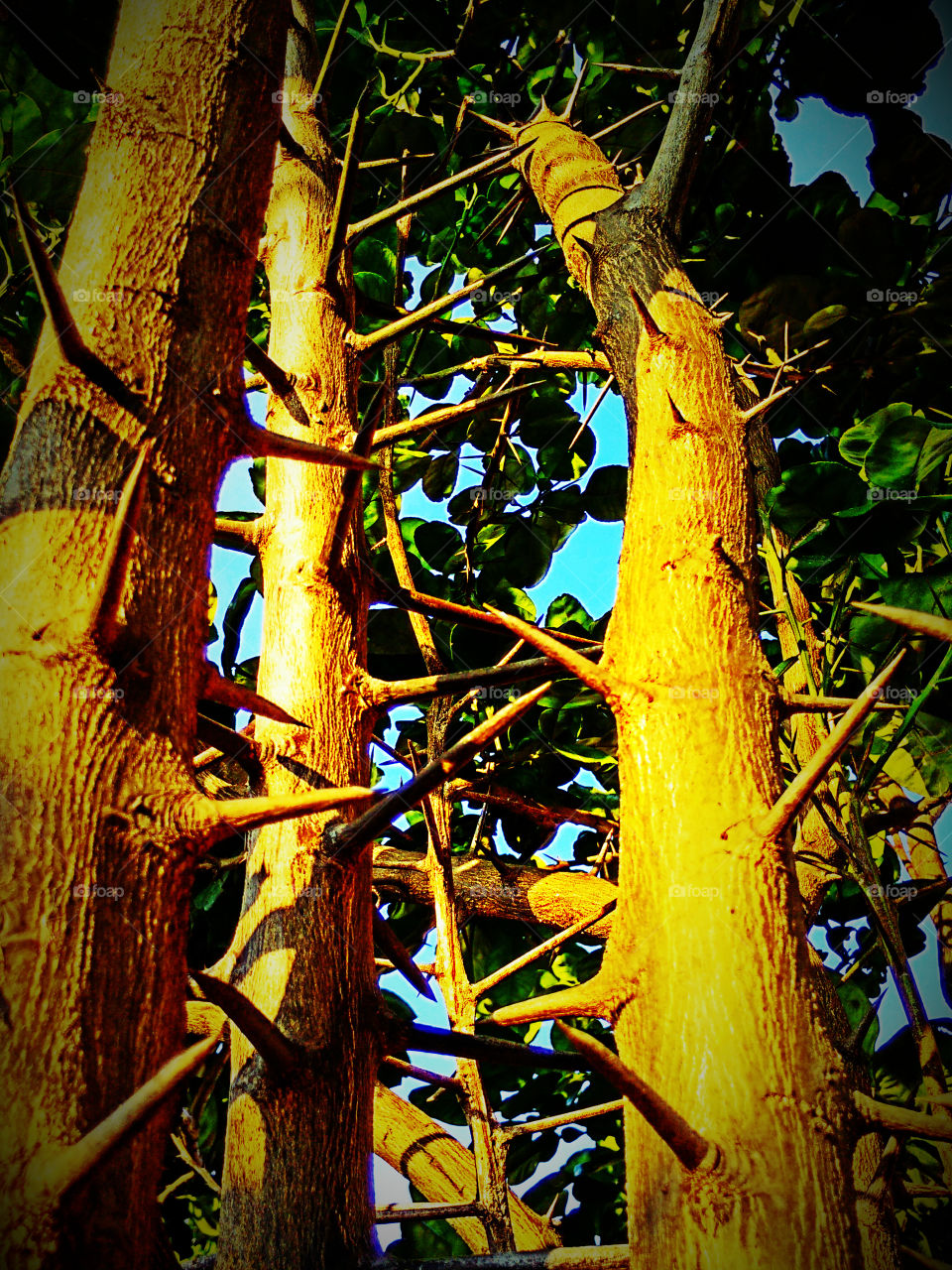 Thorn. Thorns of the trees