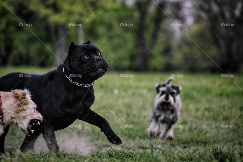 I love dogs