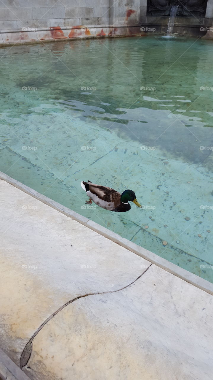 This Little Duck
