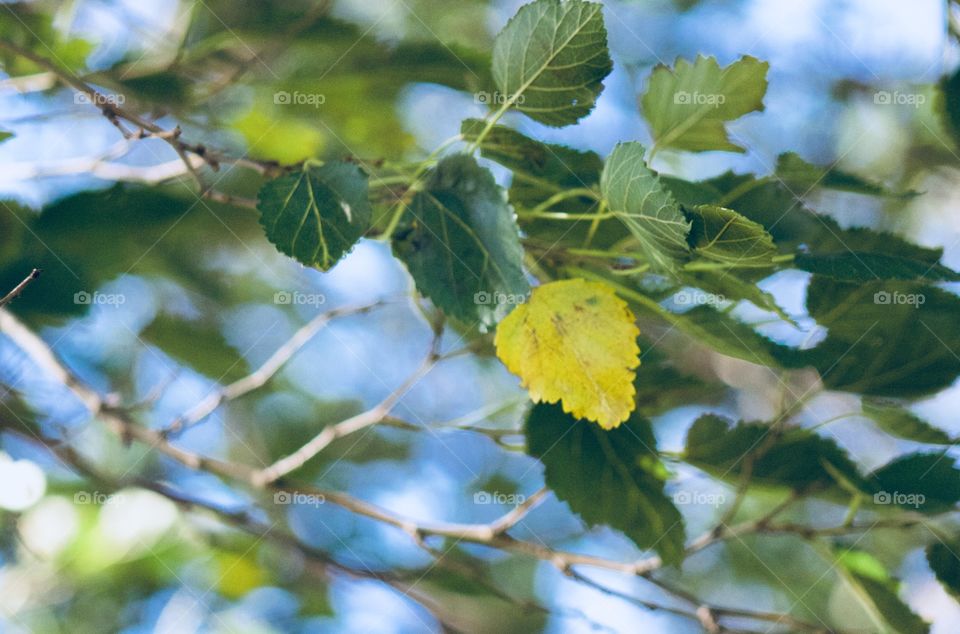 The first leaf to turn on a mulberry tree, a reminder that fall is here