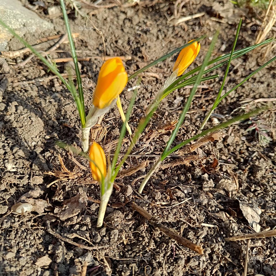 yellow crocuses