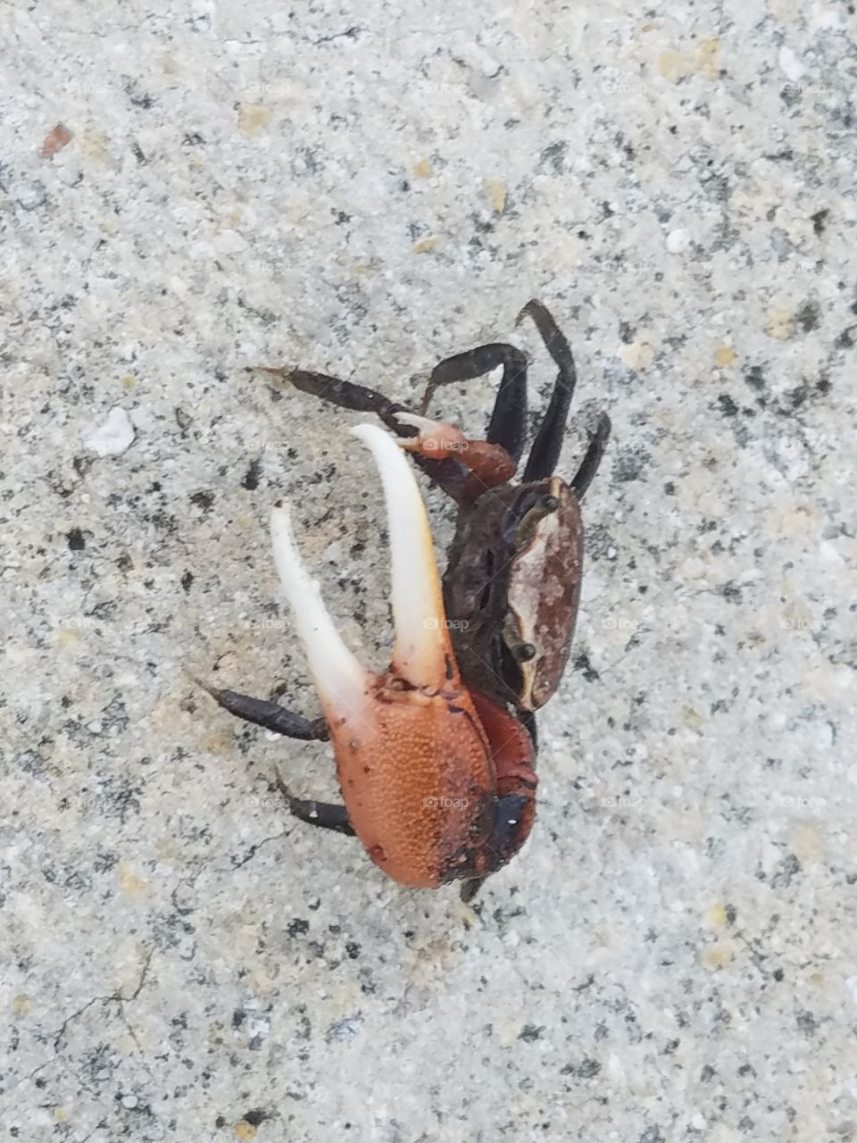 Crab!