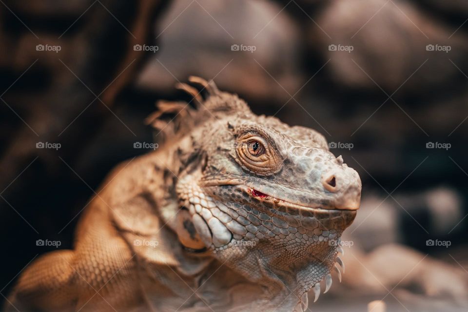 Close-up portrait of an orange colored male Green iguana (Iguana iguana). Bokeh background .