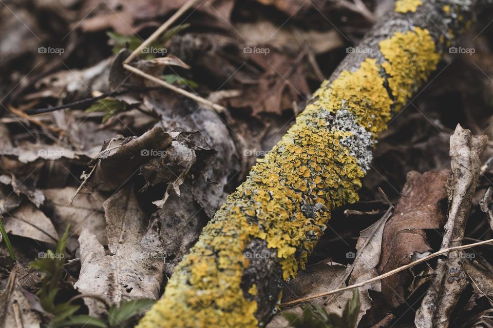 a piece of wood covered in yellow mold, in a forest near Bucharest