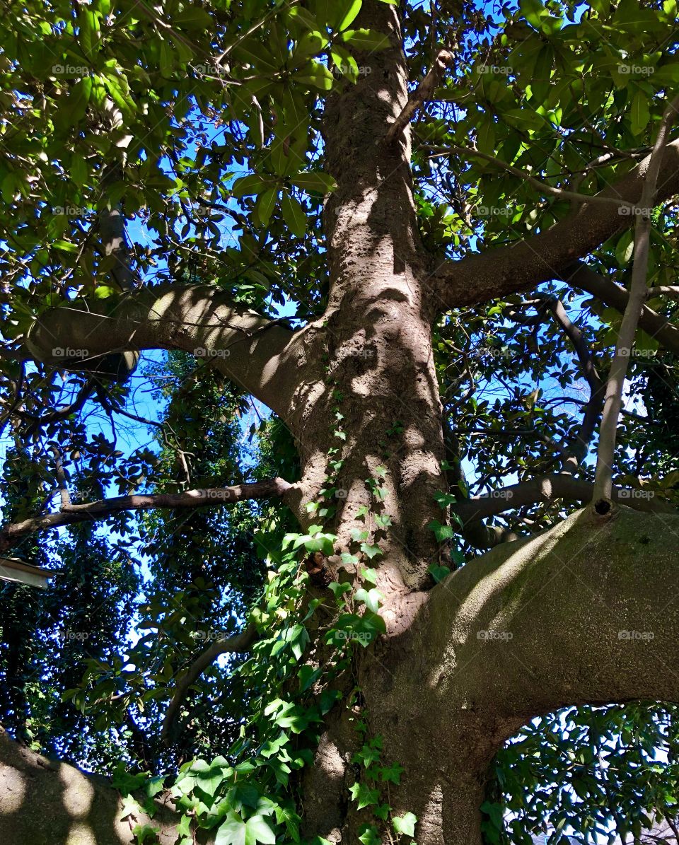 Low angle view of large magnolia tree with ivy