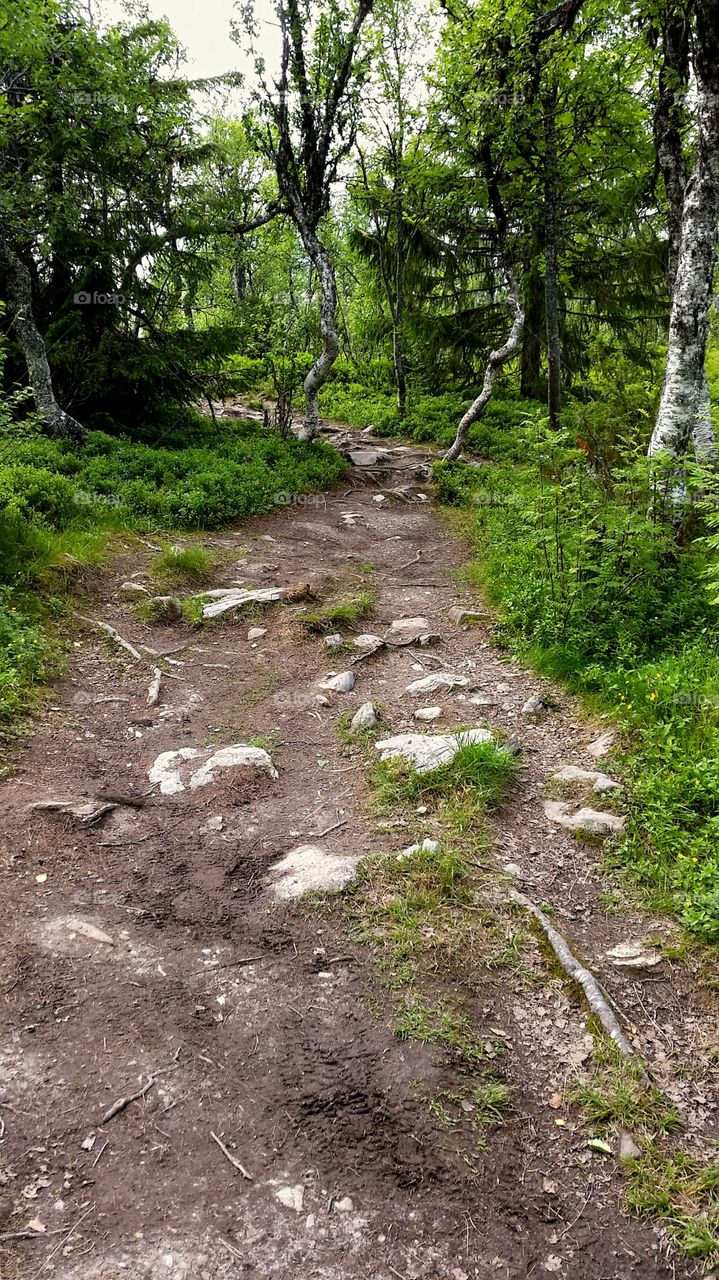 Hiking trail