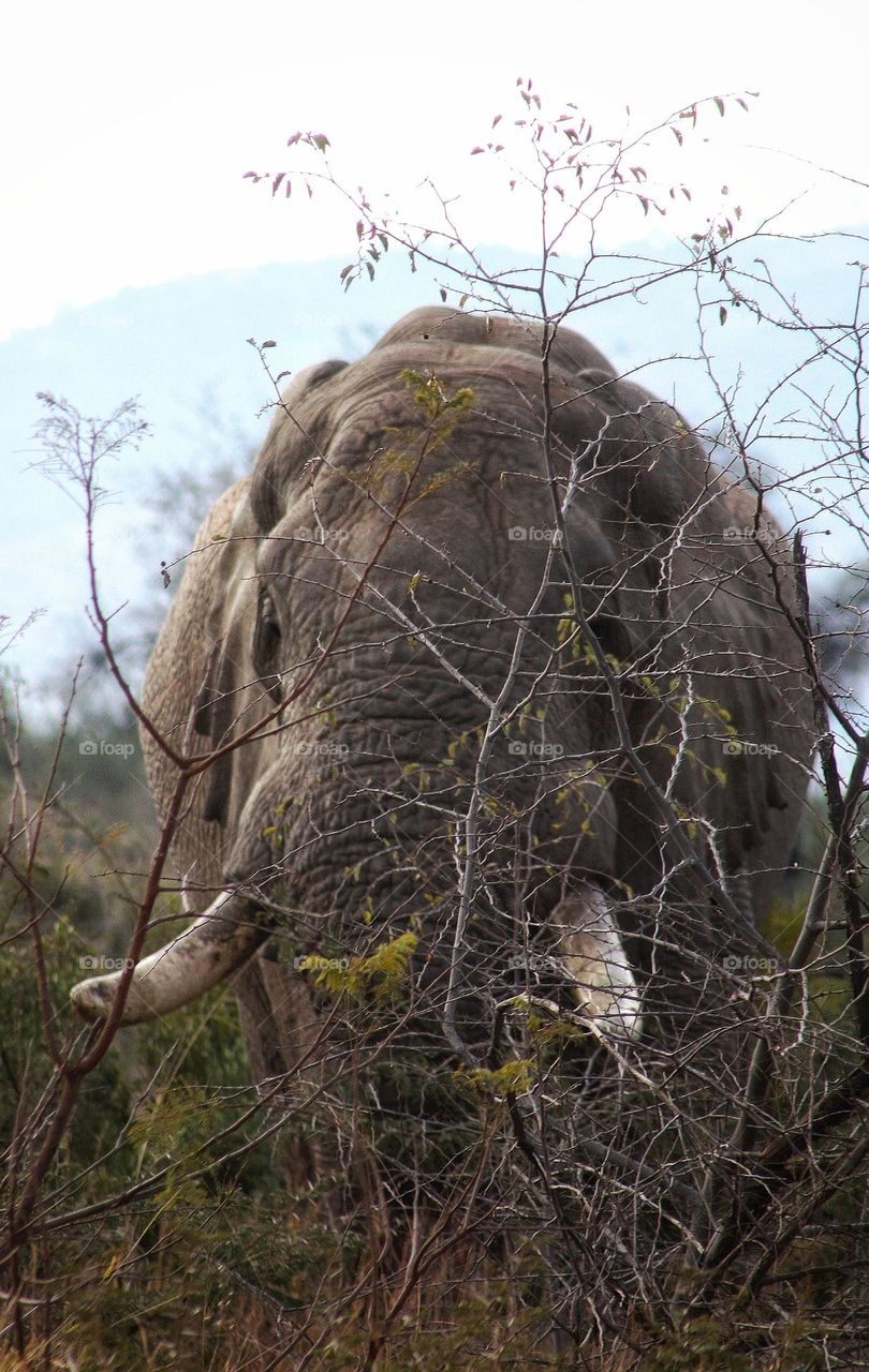 Moments like this.  African elephant moving through the bush.