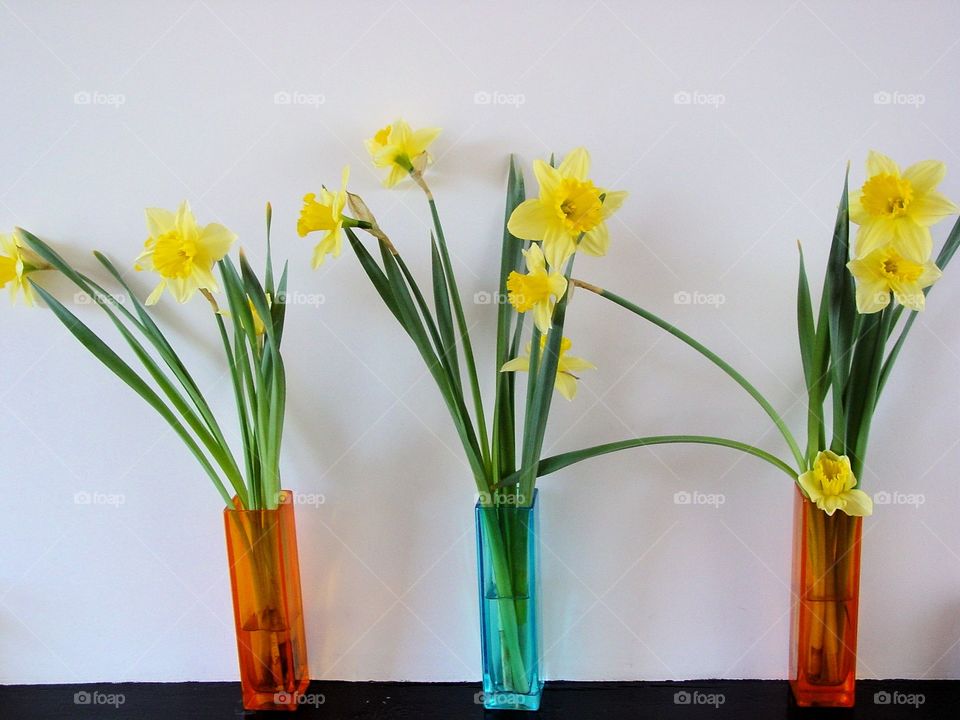 Dafodills in vase
