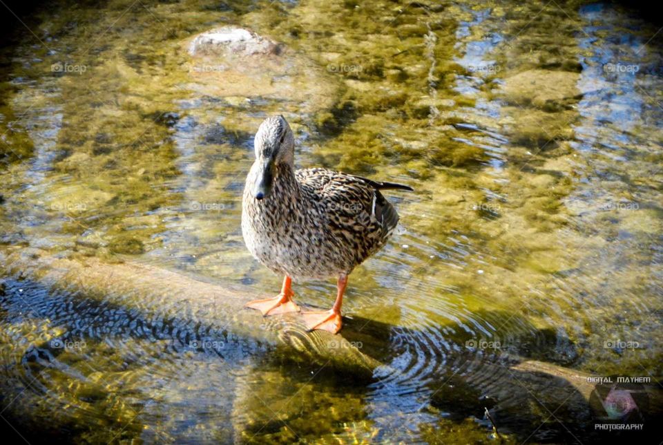 duck standing on log in pond