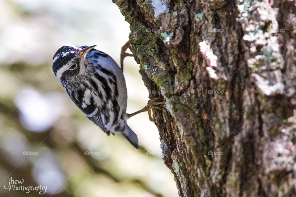 Black and white warbler