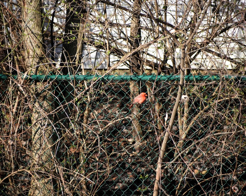 Red bird cardinal sitting on a green fence 
