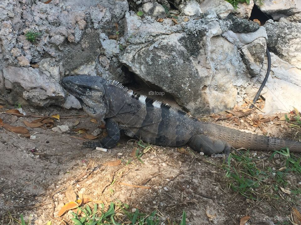 Iguana in Mexico 