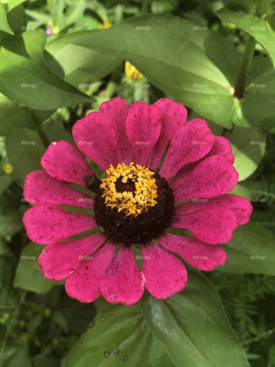 A closeup of a pink zinnia with a yellow center, showing off its beauty. 