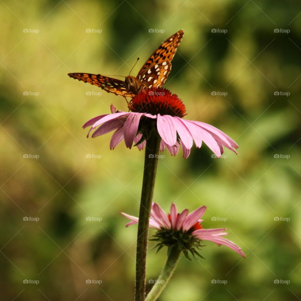 Butterfly on Coneflower