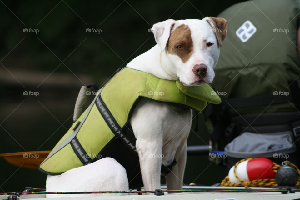 Kayak dog
