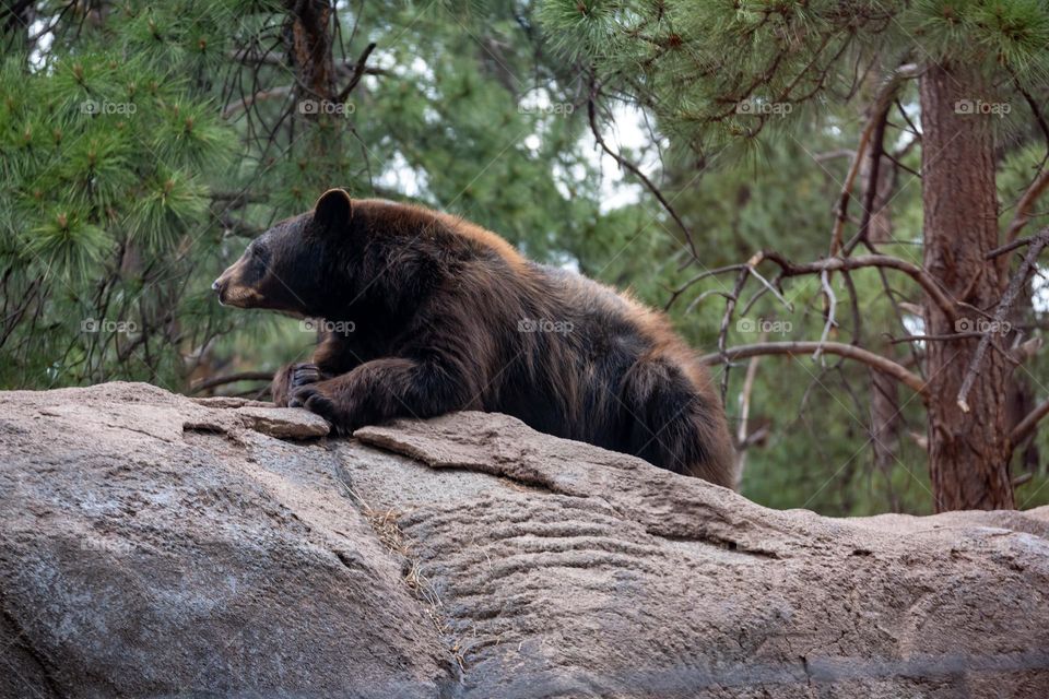 Curious bear