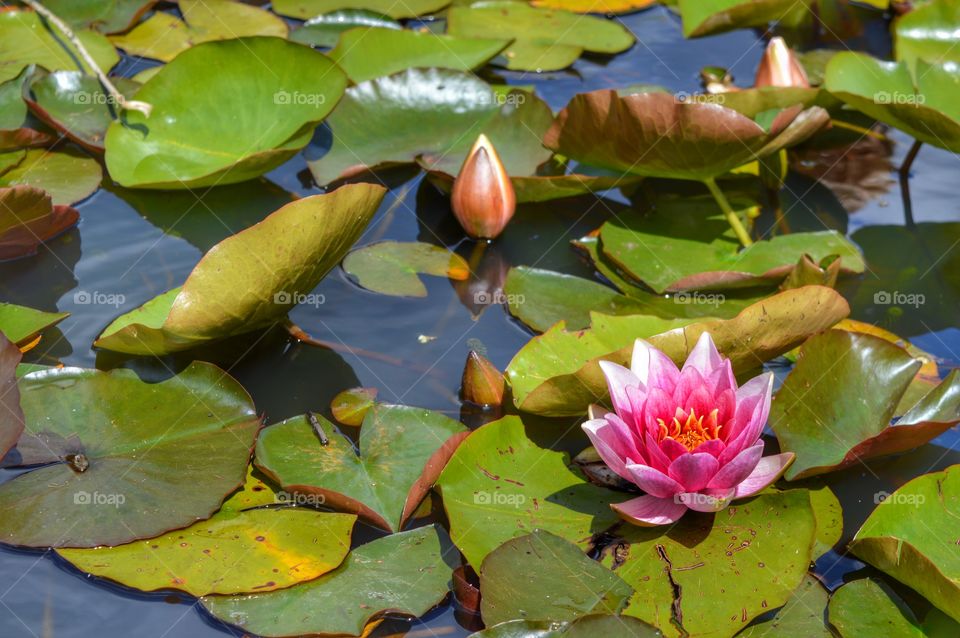 Pond Life