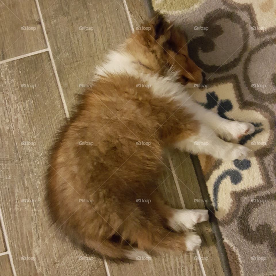 Sleepy sheltie puppy after a long day of playing!