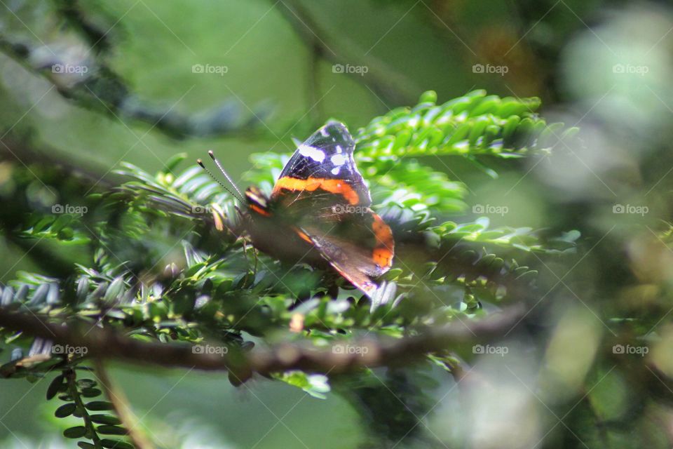 Blurred butterfly