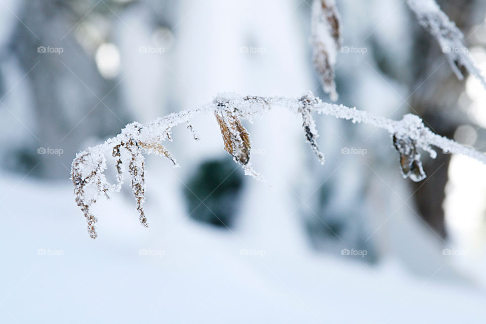 Winter plant