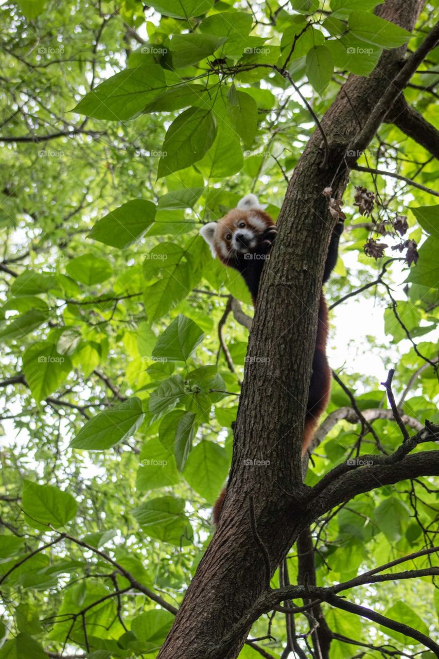 red panda in trees
