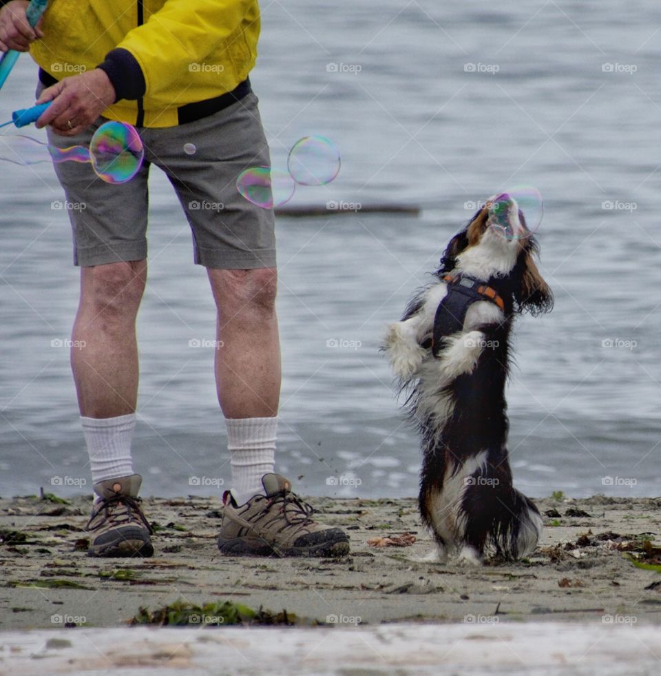 Dog with bubbles