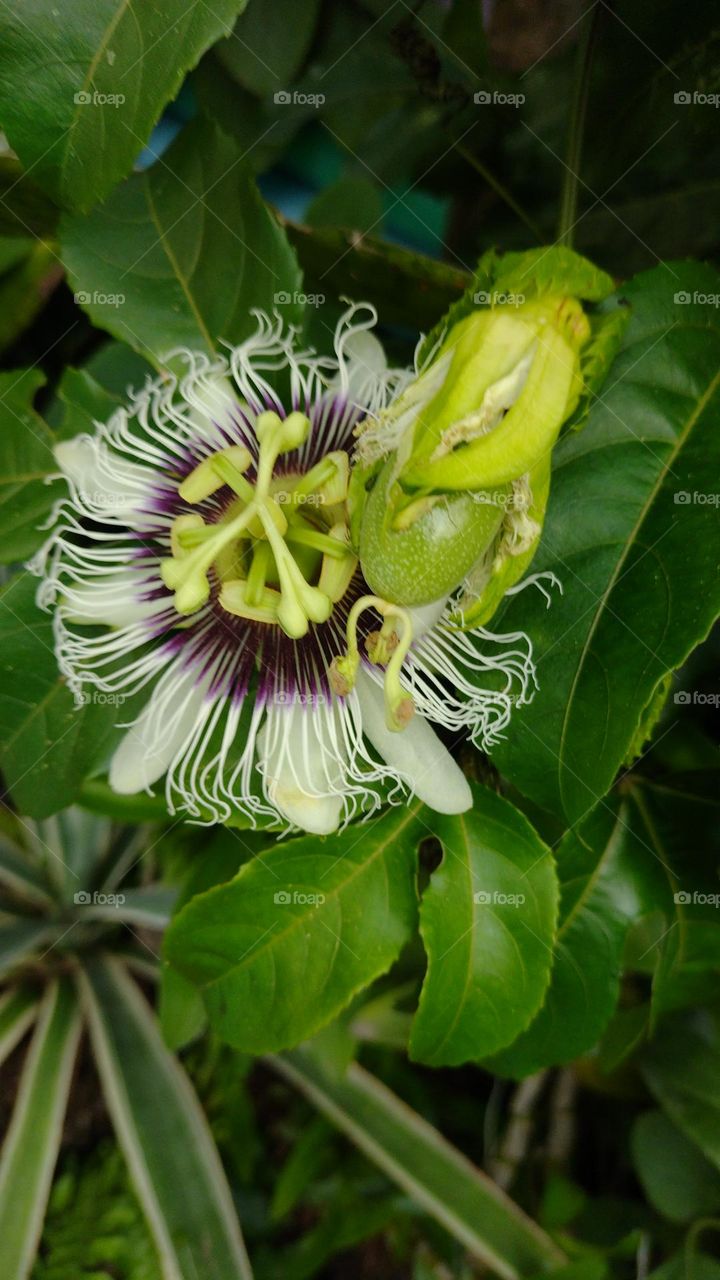 Flor de Maracujá