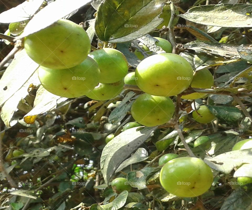 Tree fresh Indian plum or bogori