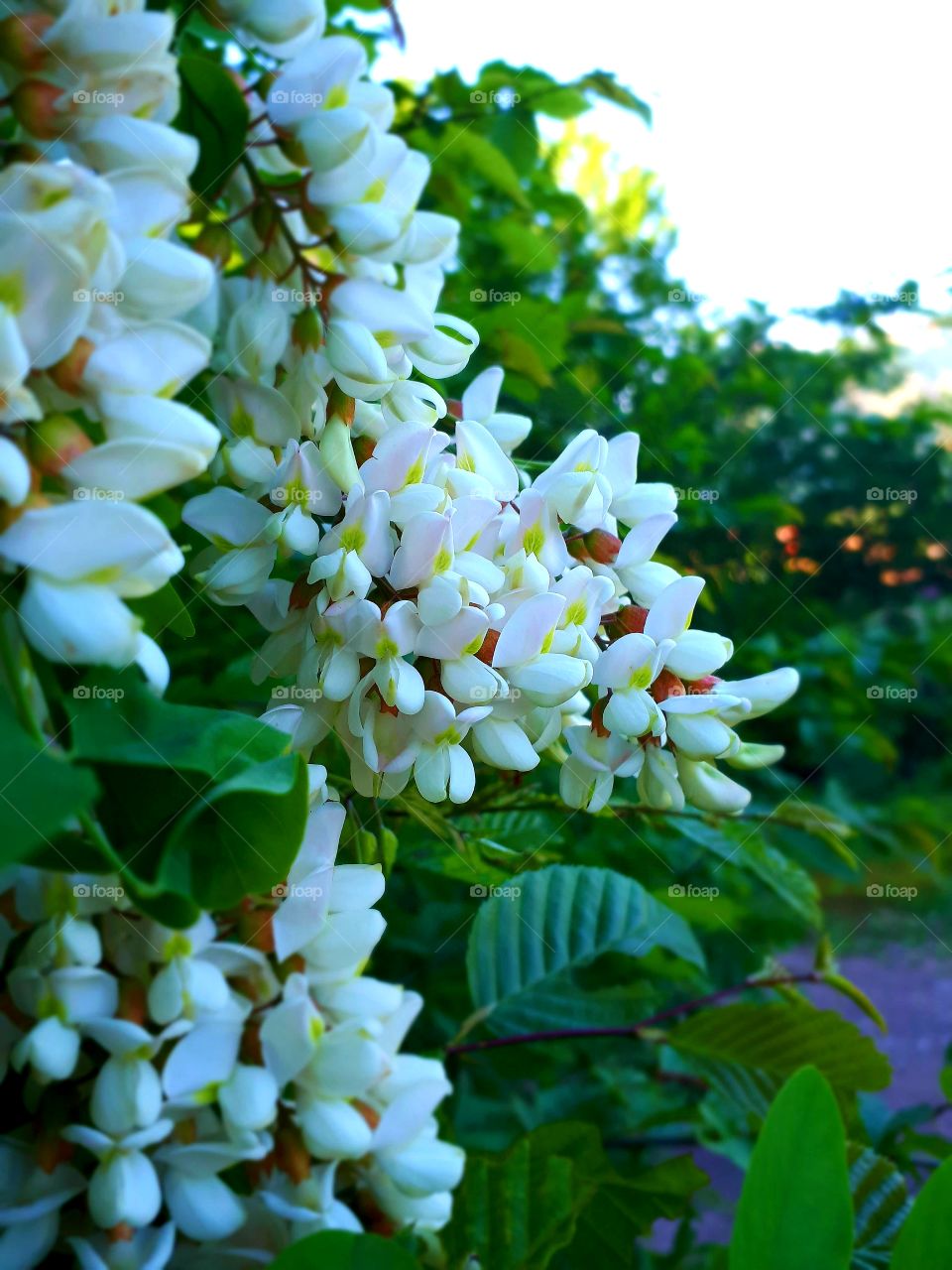 Acacia flowers are very beautiful and wider a wonderful scent. If there are many trees, the scent spreads hundreds of meters. The cup of beef is also very tasty.