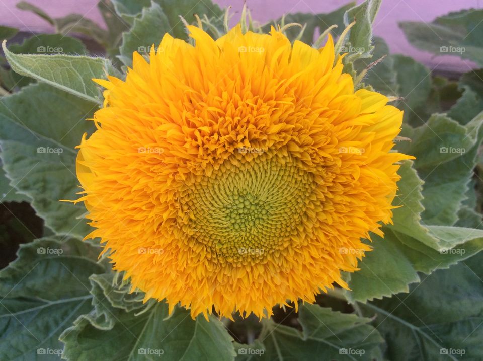 Dwarf Teddy Bear Sunflower.